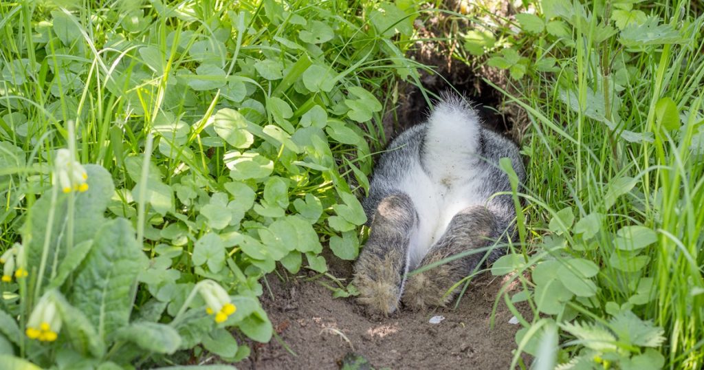 You Don’t Need Another Health Rabbit Hole